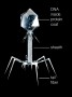  A Bacteriophage