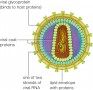 Replication of HIV, a retrovirus 