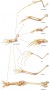 Morphological divergence among vertebrate forelimbs