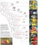 Evolutionary Relationships Among Honeycreepers