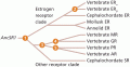 Evolution of the vertebrate SR gene family