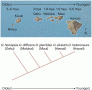 Phylogenetic relationships among Hawaiian Drosophila species