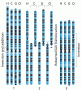 Human and great ape chromosome evolution