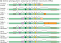 Alternative pre- mRNA processing of the rat-tropomyosin gene