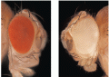 X-linked eye-color phenotypes in Drosophila melanogaster