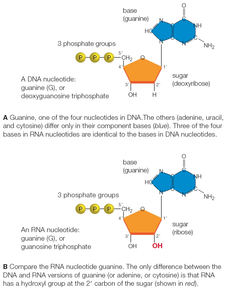 Comparing nucleotides of DNA and RNA.