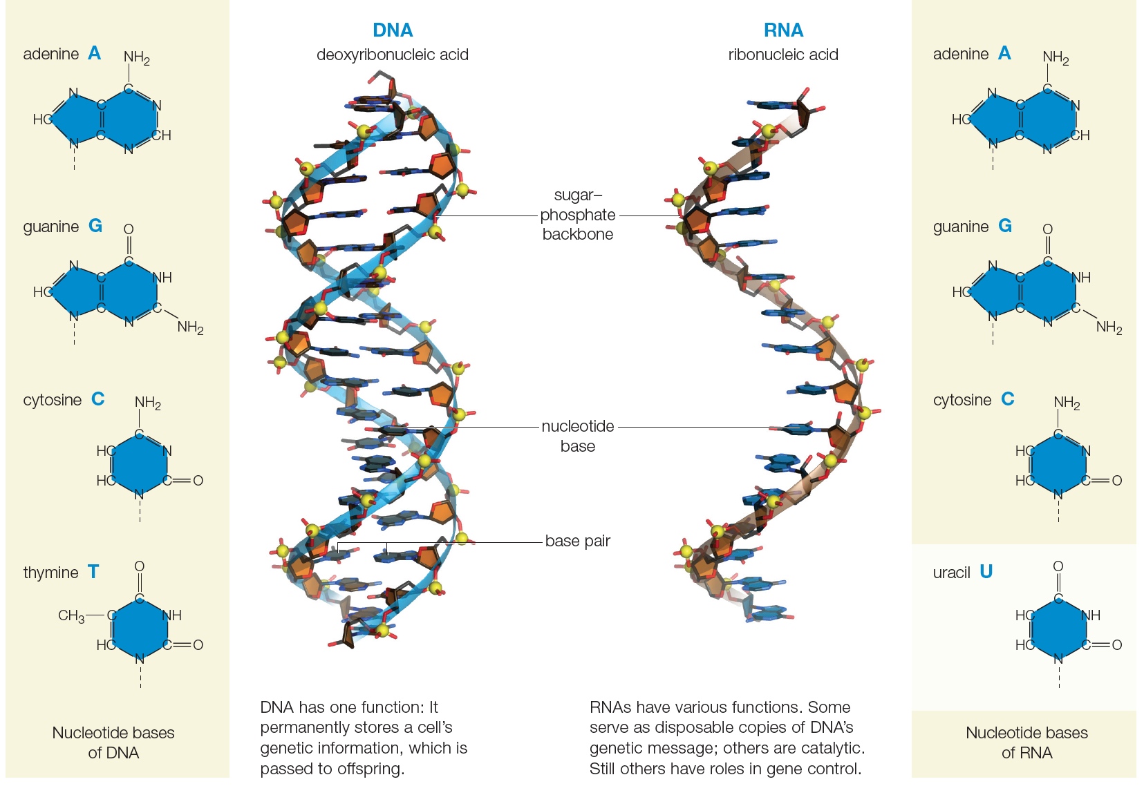 DNA and RNA compared