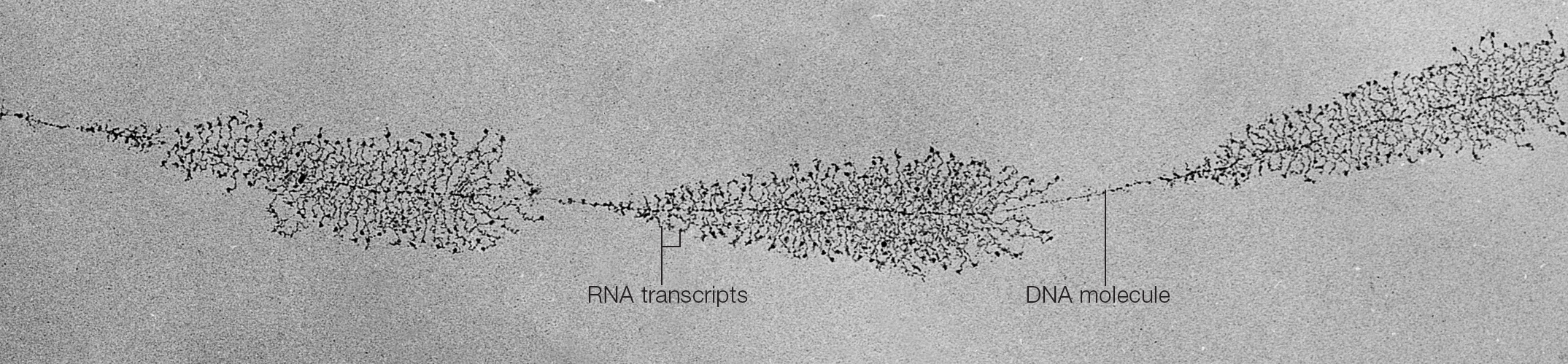 RNA "Christmas tree" transcripts