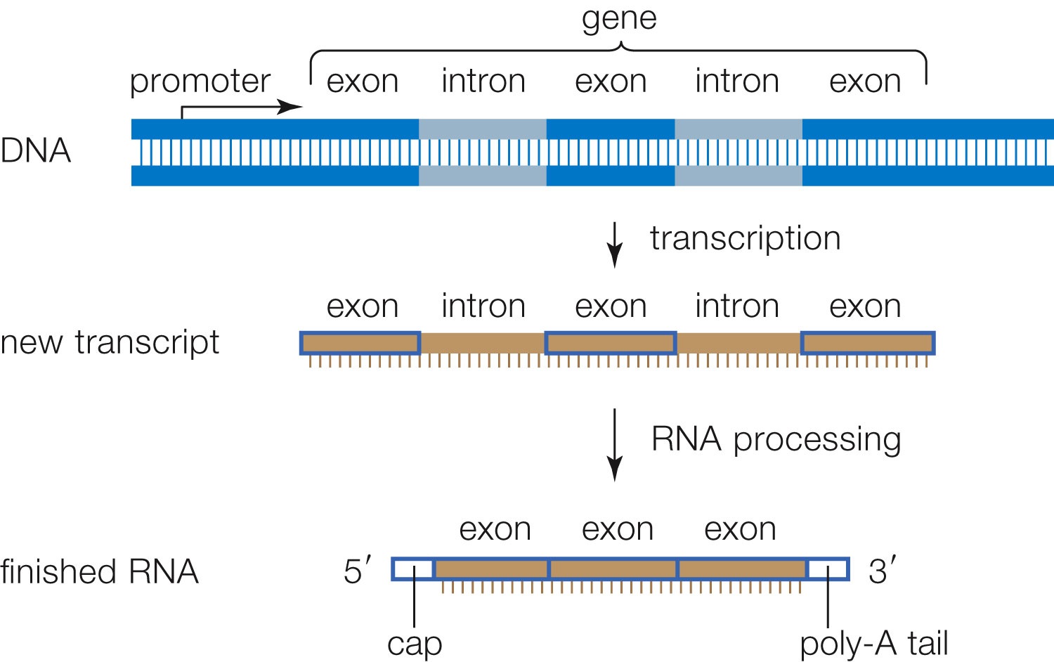 Post-transcriptional modification of RNA. Introns are removed and exons spliced together. Messenger 