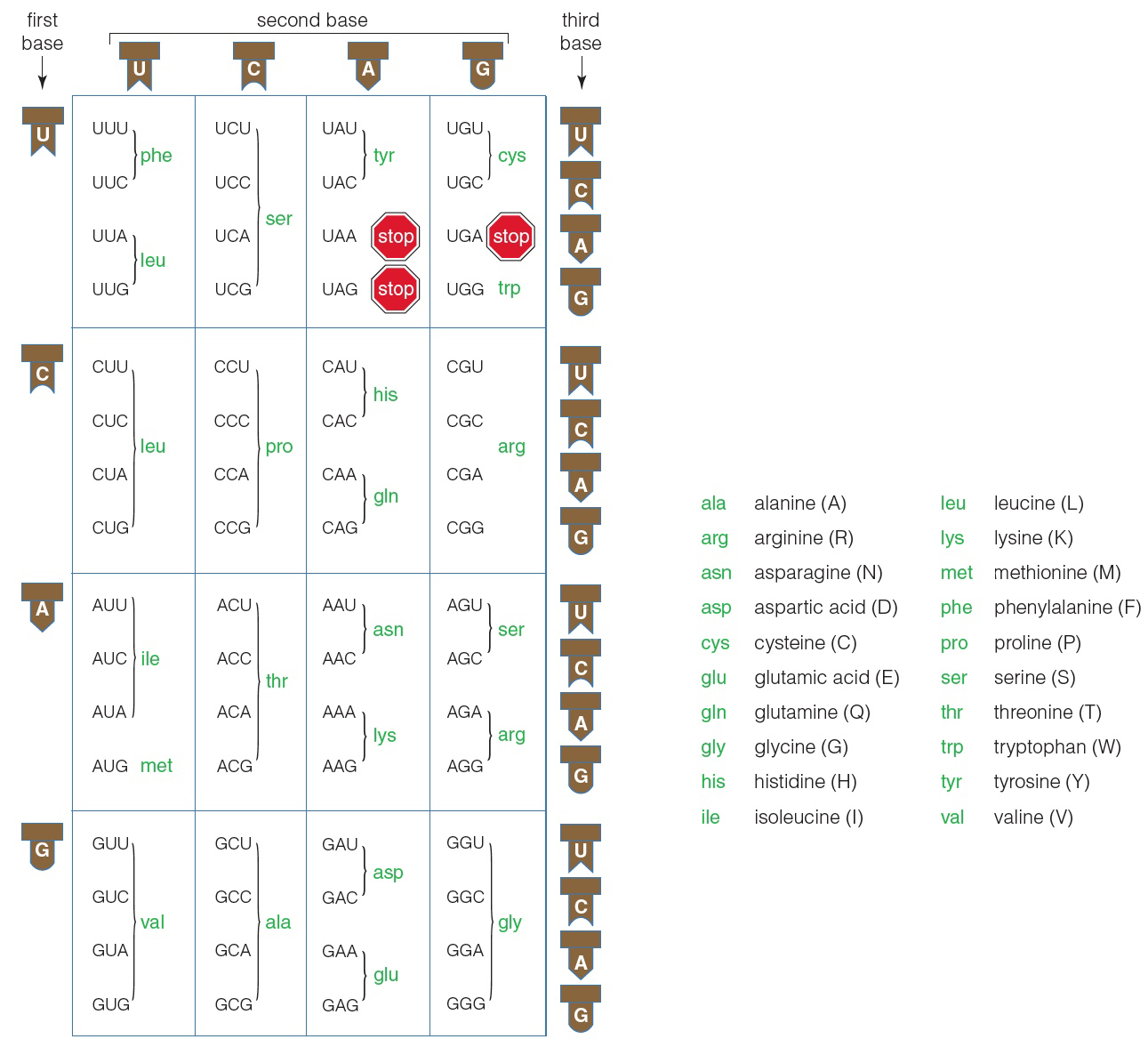 Three nucleotide bases