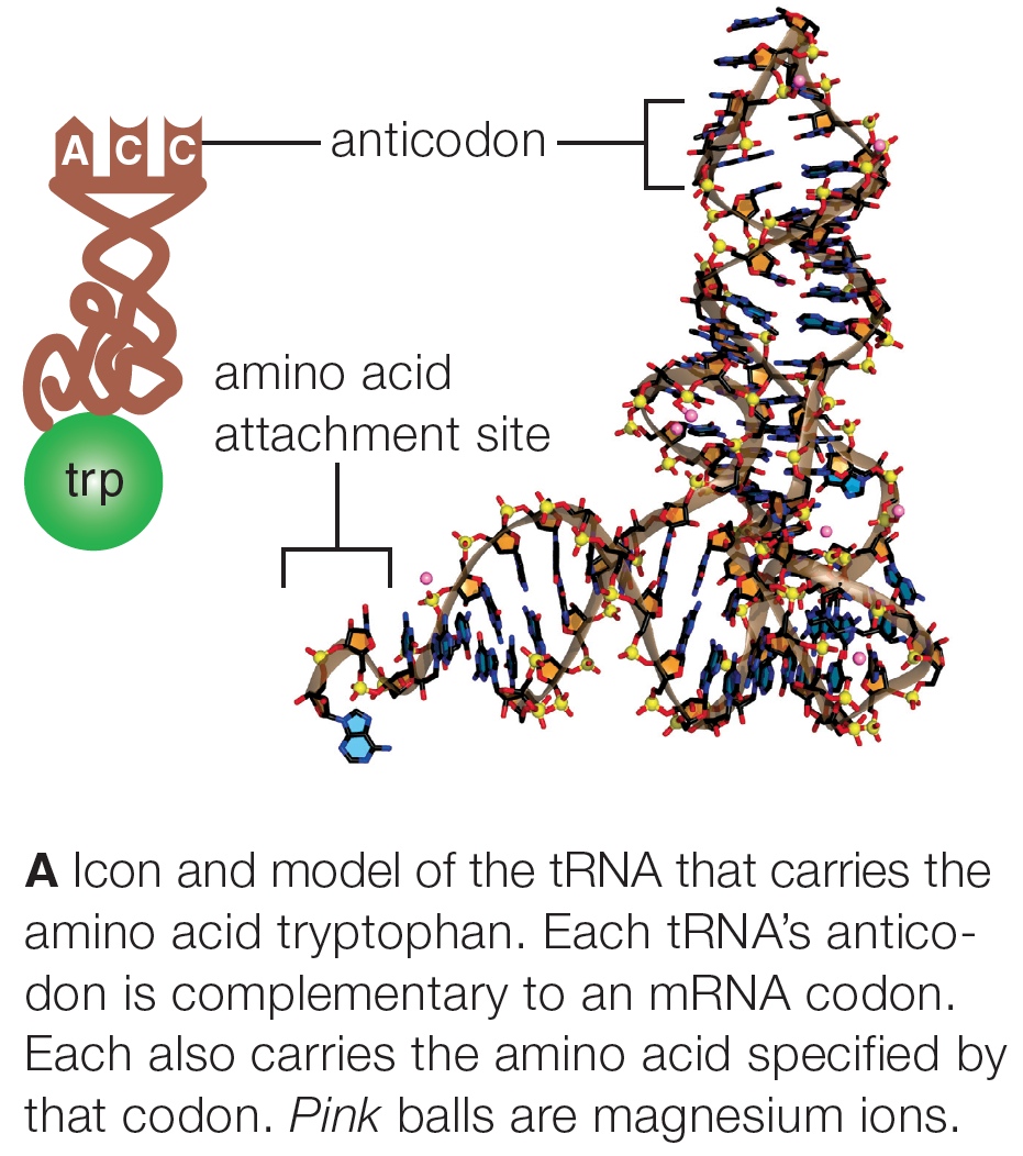 tRNA Structure