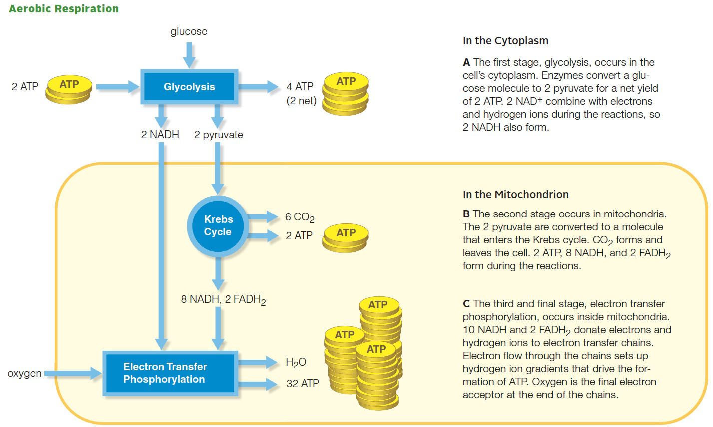 Overview of aerobic respiration. 