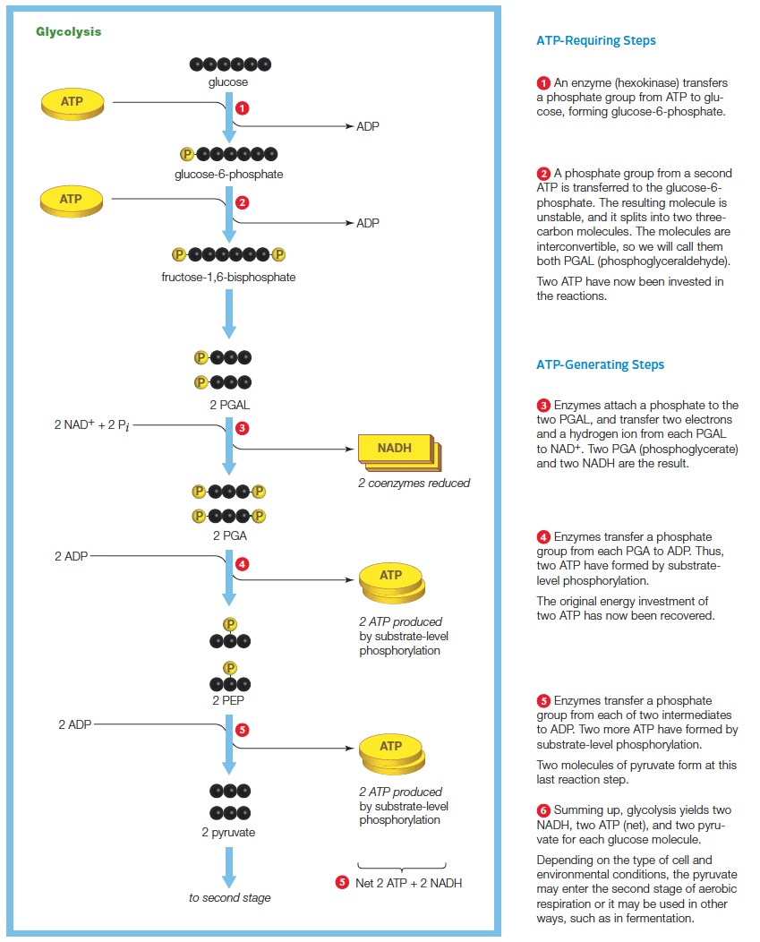 Glycolysis.