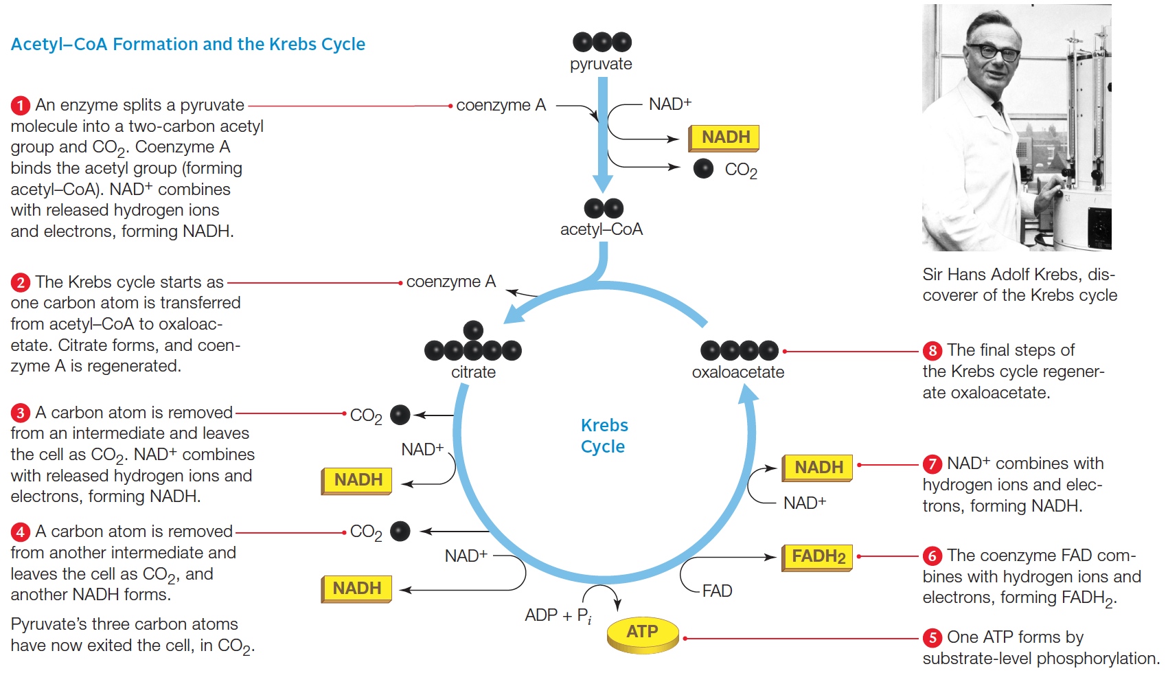 Acetyl–CoA Formation and the Krebs Cycle