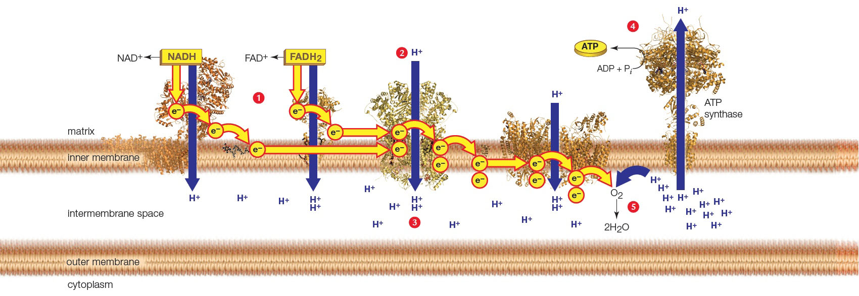 Electron Transfer Phosphorylation