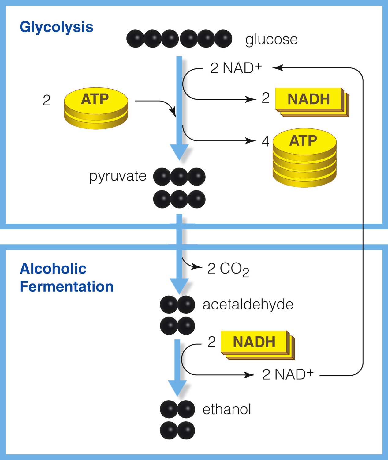 Alcoholic fermentation