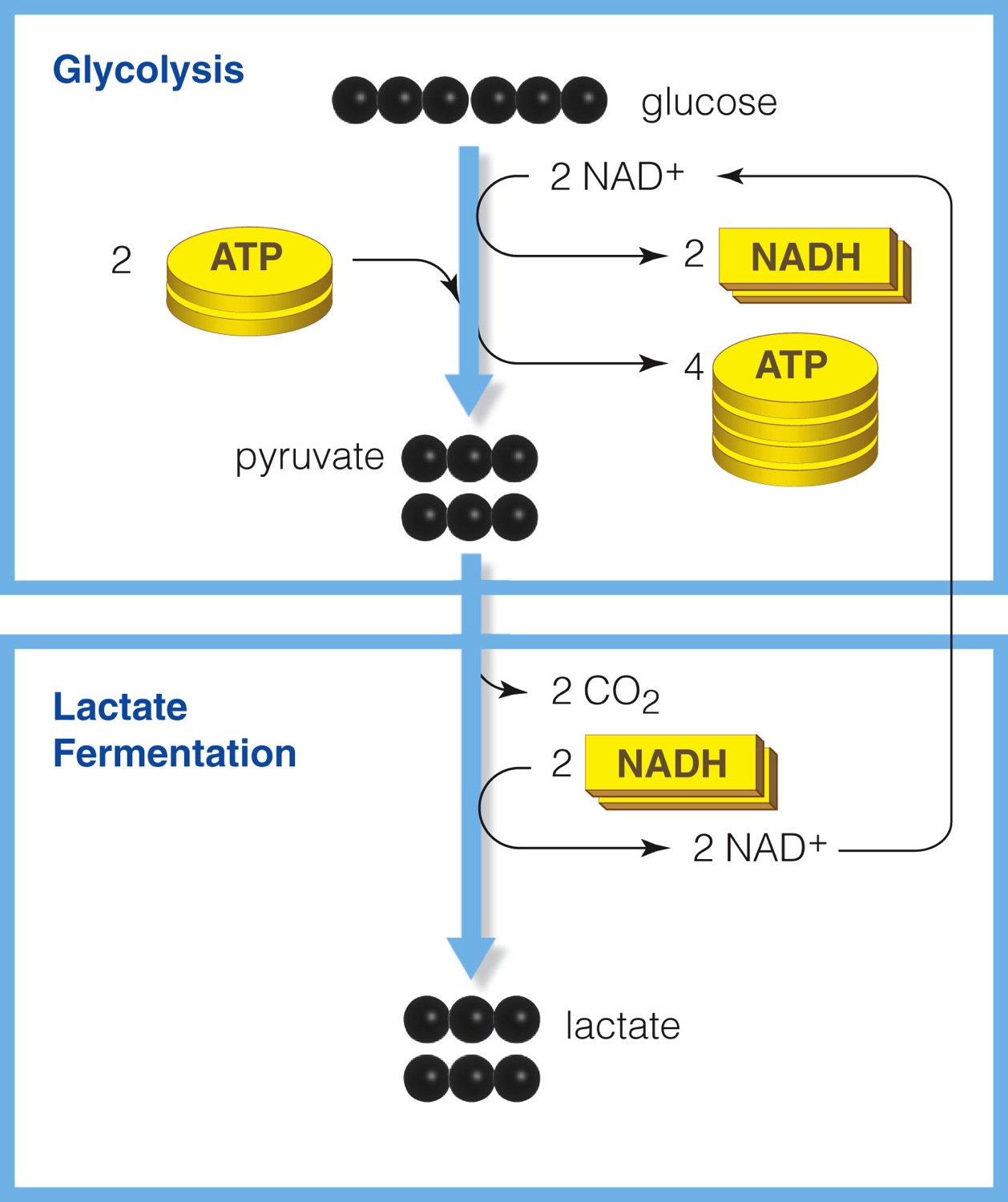 Lactate fermentation