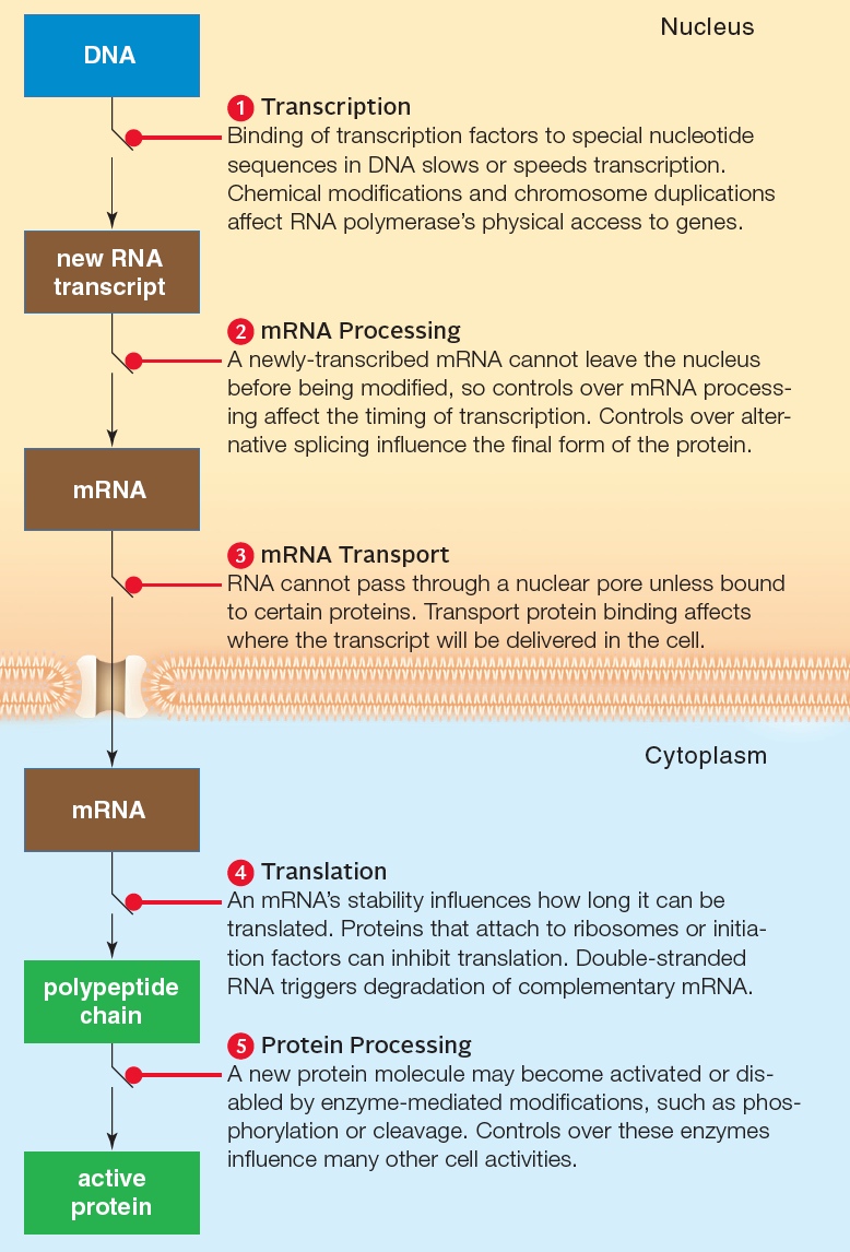 Points of control over eukaryotic gene expression.