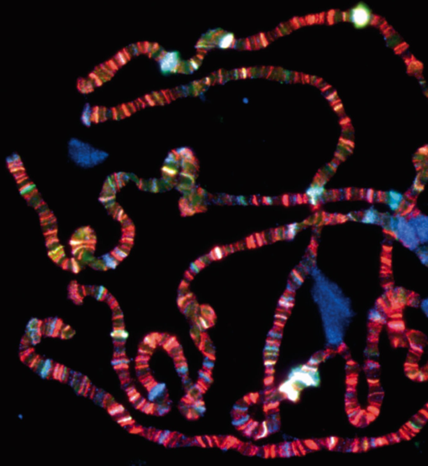Drosophila Polytene Chromosomes