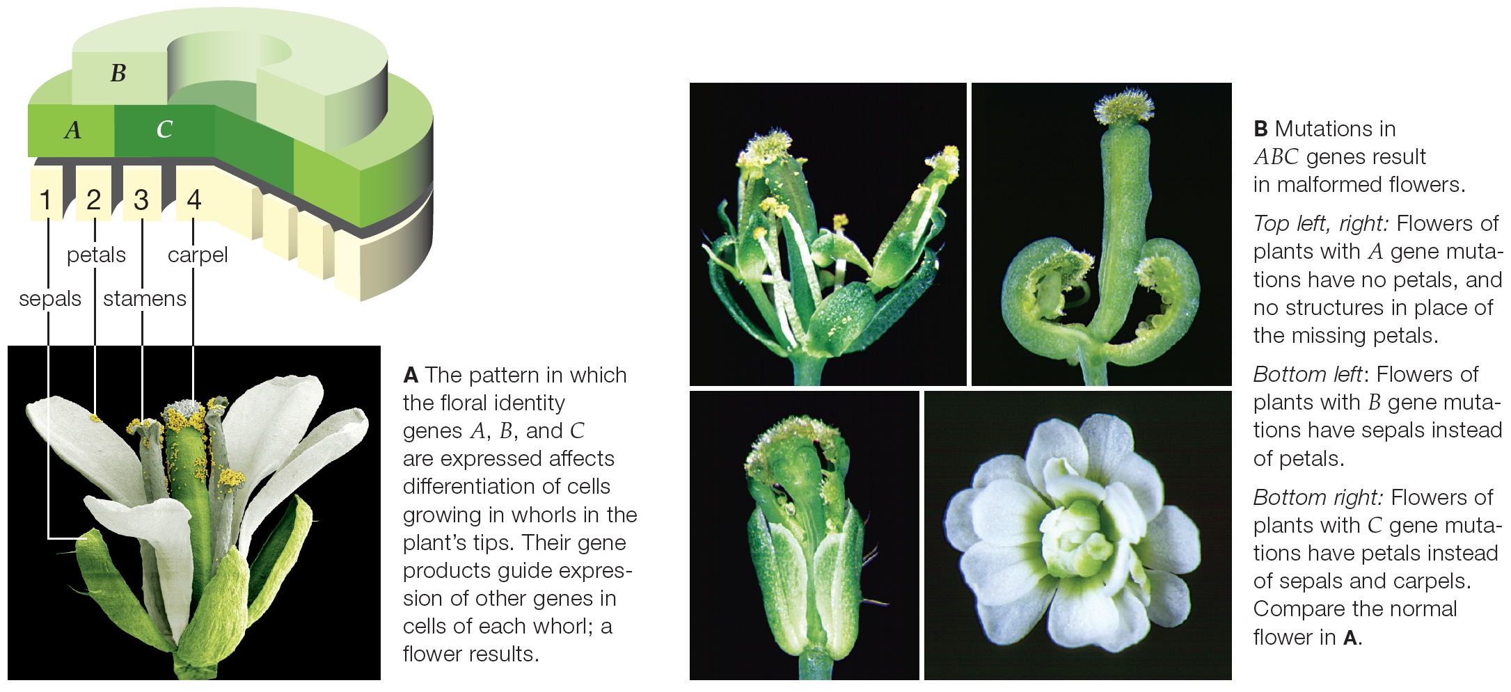 Control of flower formation, as revealed by mutations in Arabidopsis thaliana.