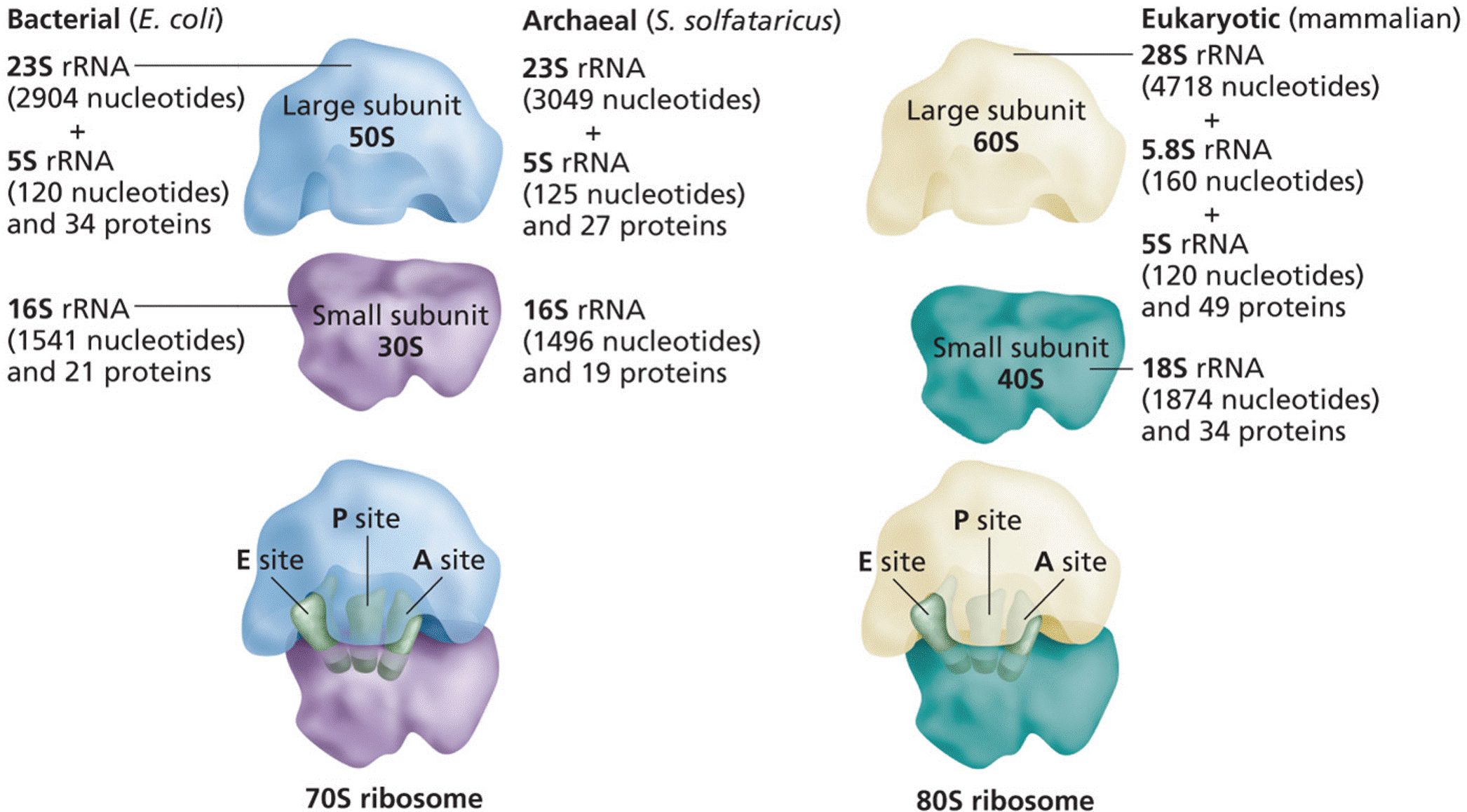 Ribosomes of bacteria, archaea, and eukaryotes