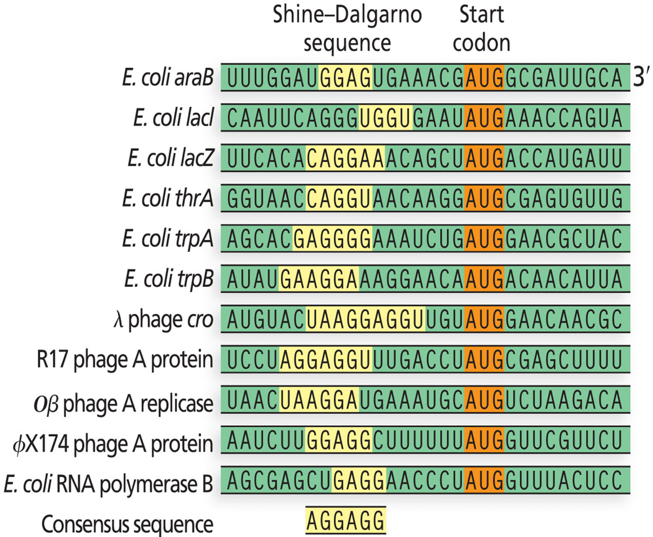 The Shine–Dalgarno consensus binding sequence