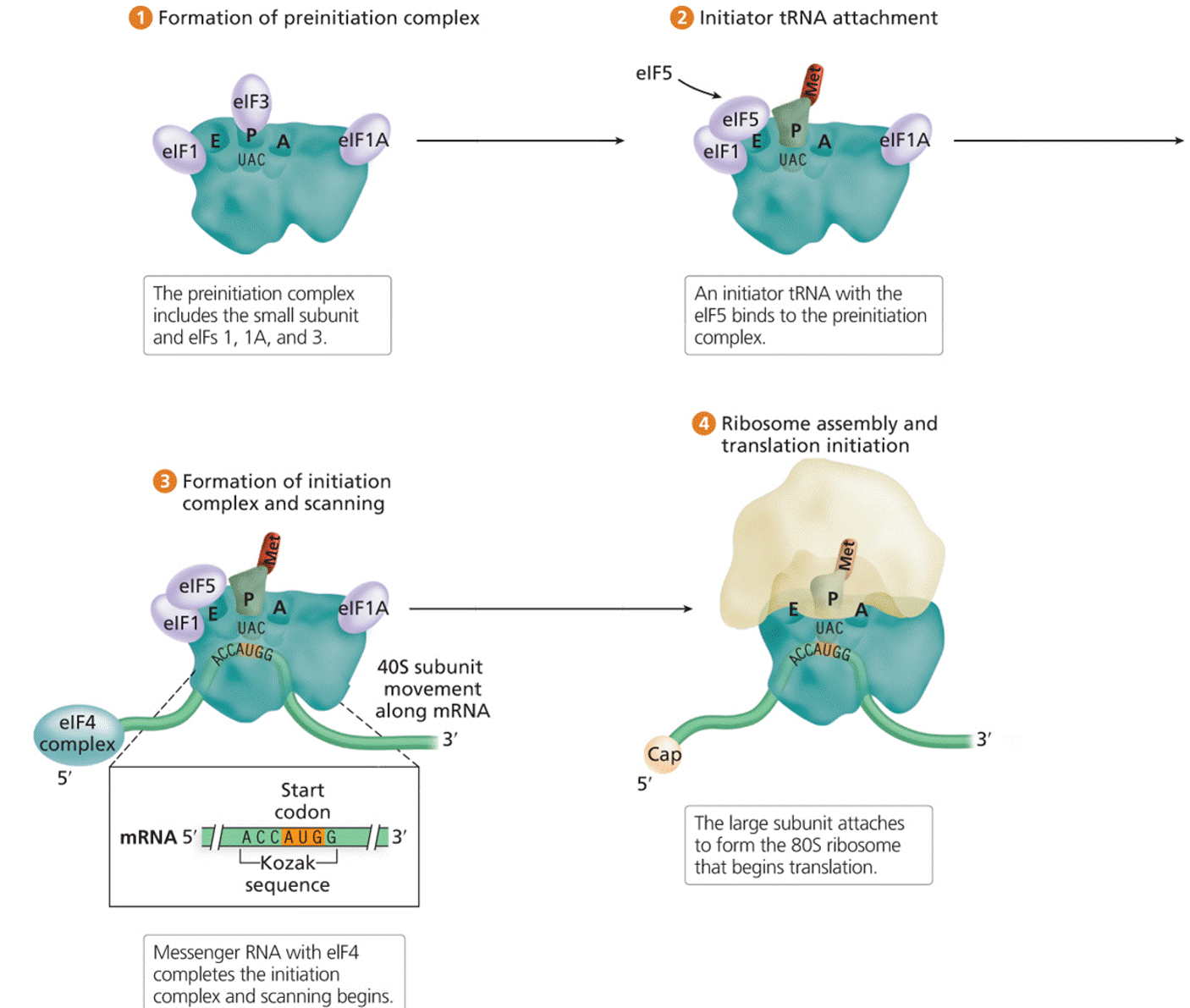 Initiation of eukaryotic translation