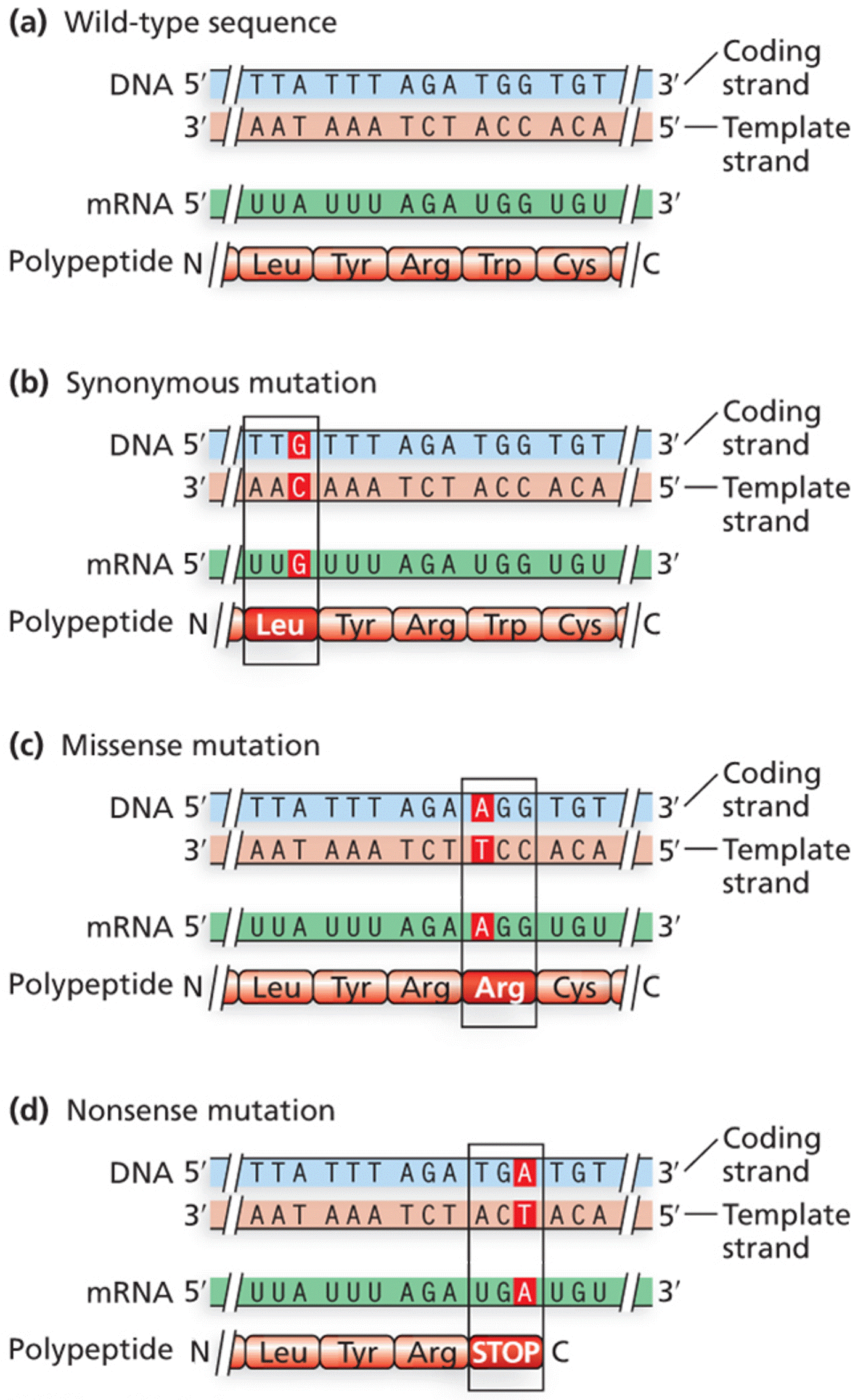 The consequences of base-pair substitutions