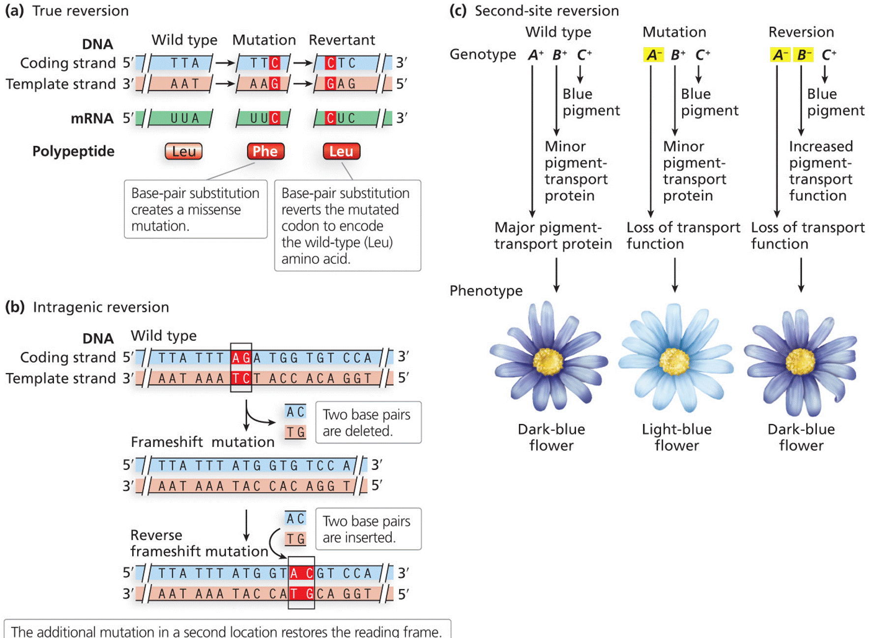 Reversion mutations