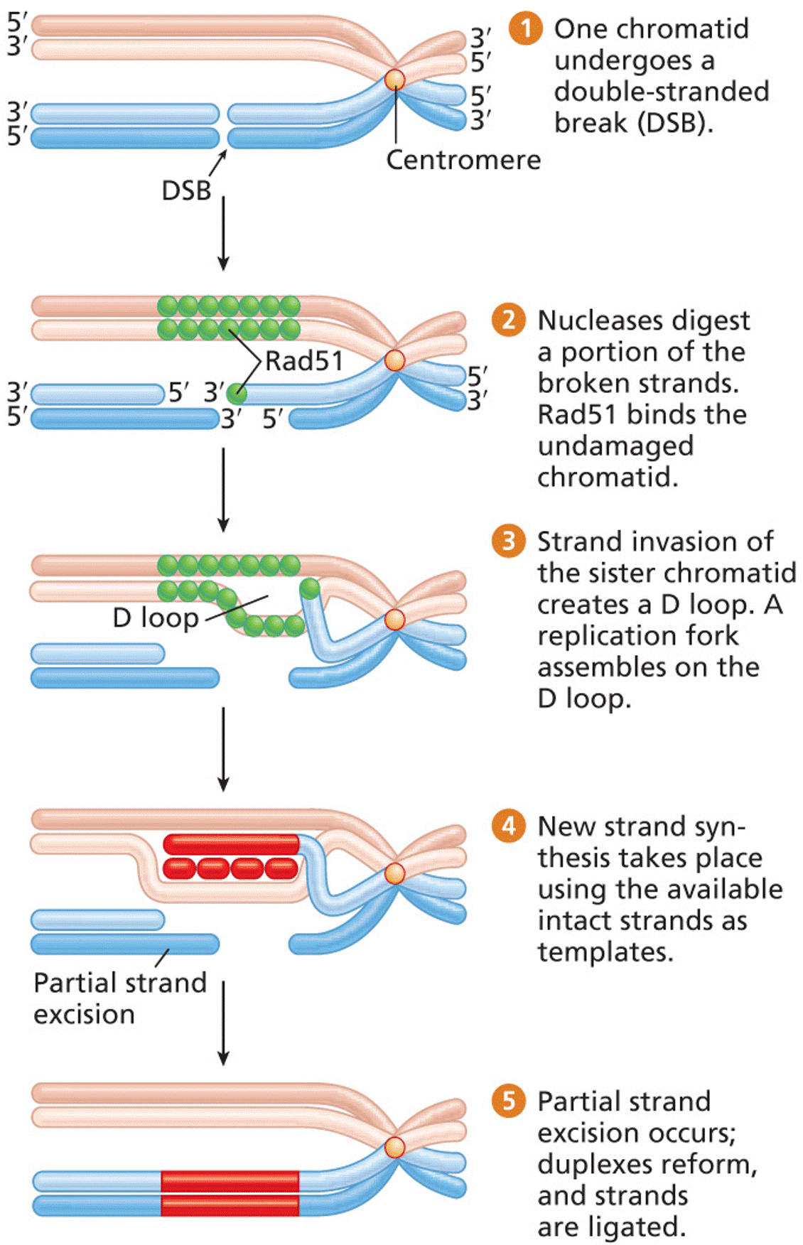 Synthesis-dependent strand annealing (SDSA)