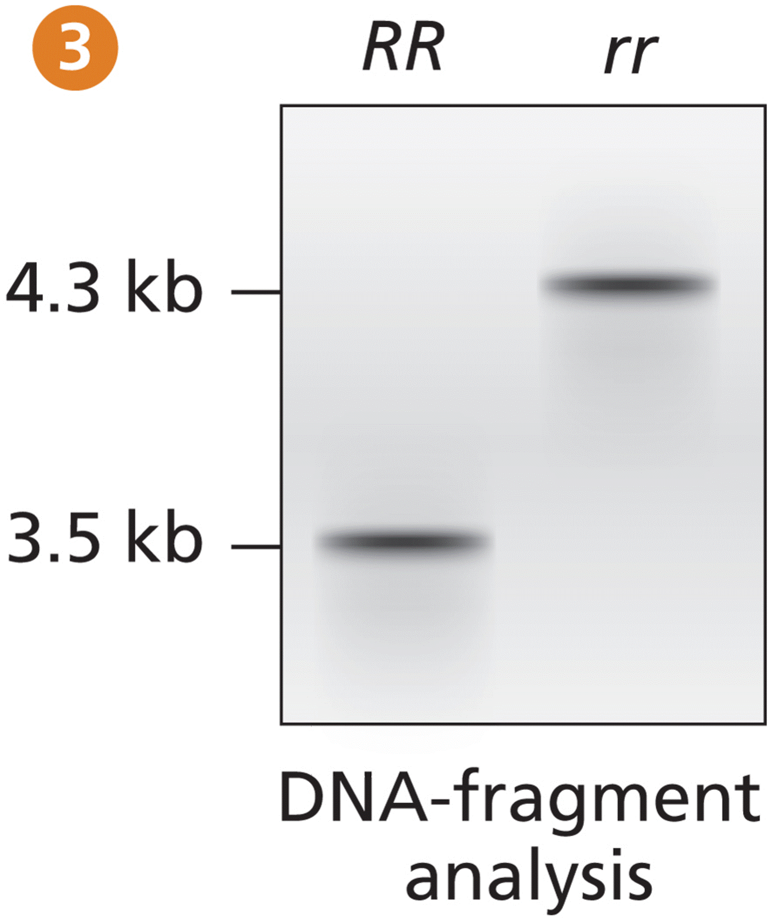 Mendel’s Peas Are Shaped by Transposition 