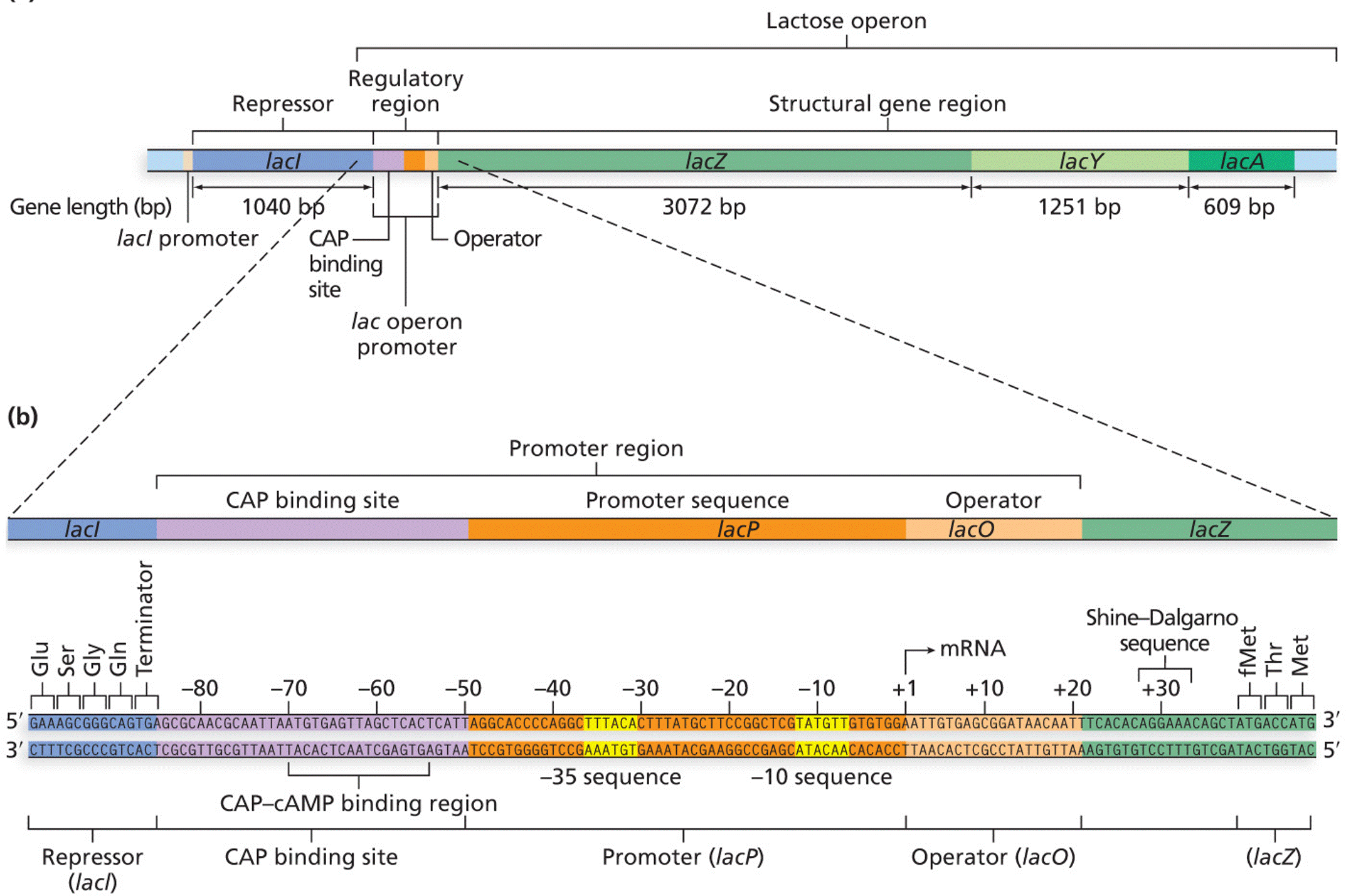 The lactose (lac) operon of E. coli