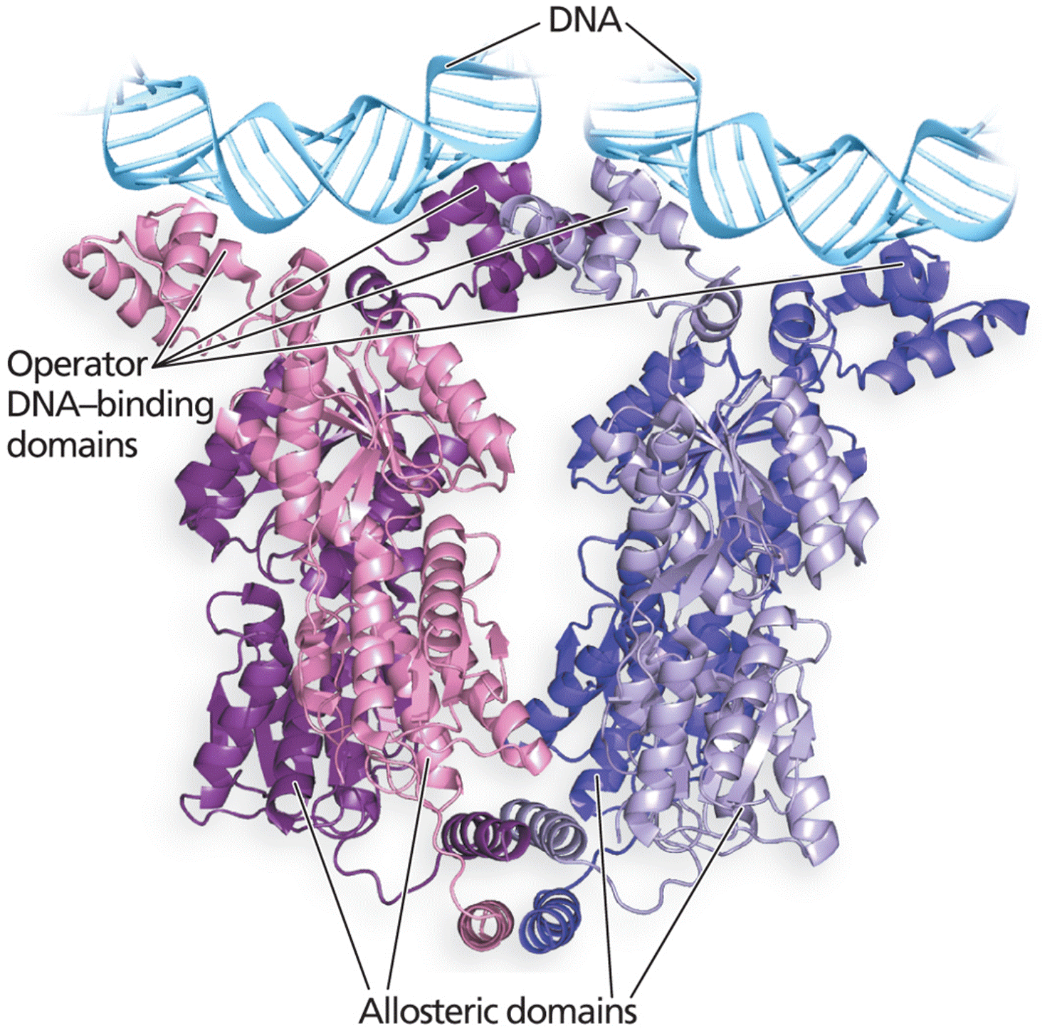 The homotetrameric structure of the lac repressor protein