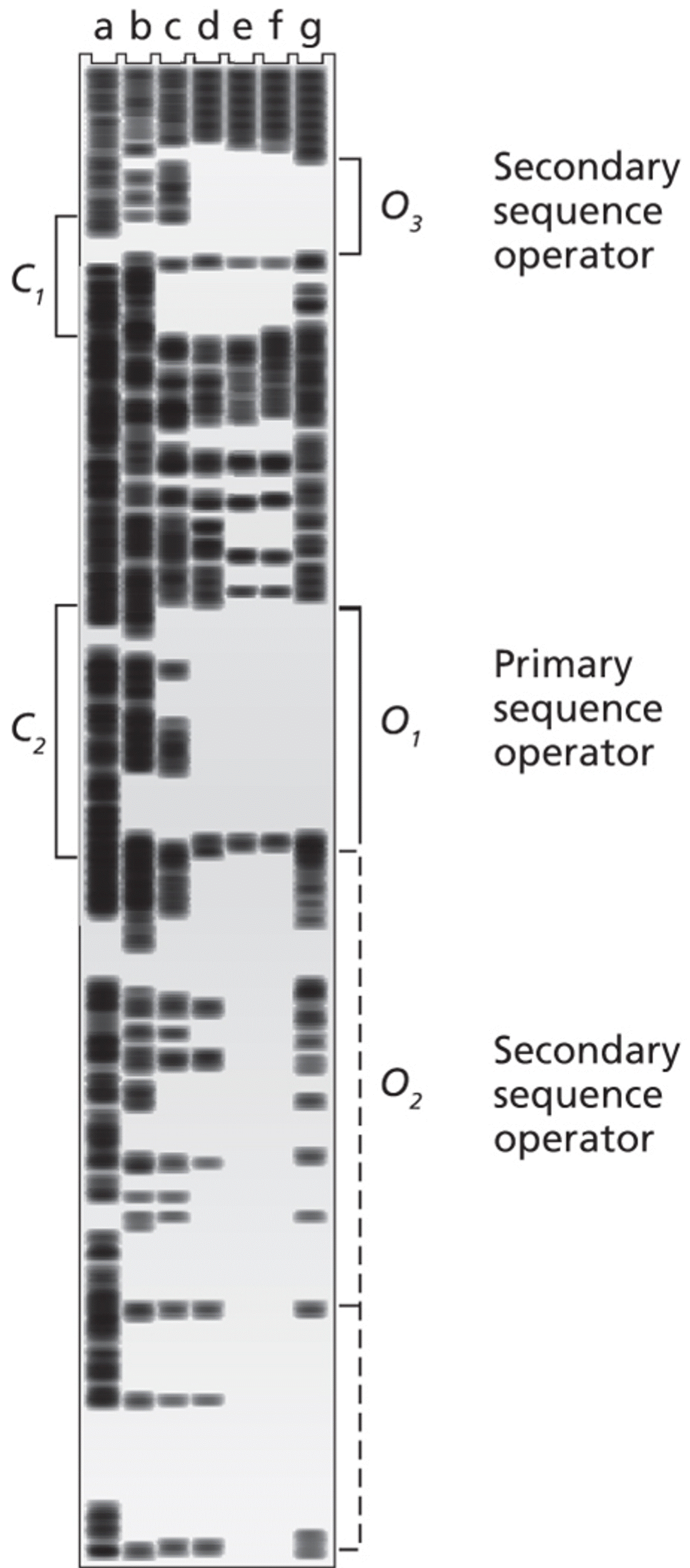 Regulatory Proteins Binding to lac Operon Regulatory Sequences 