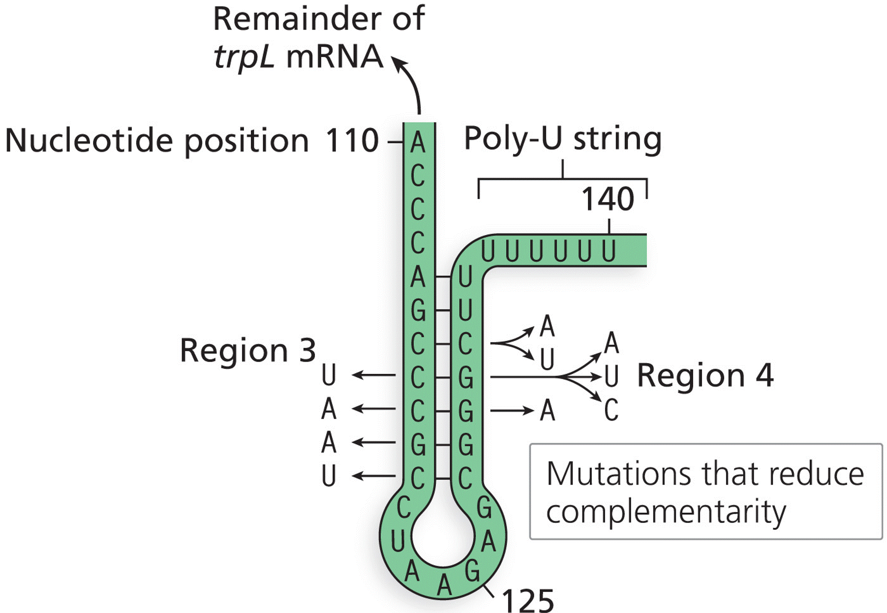 Mutations of trpL