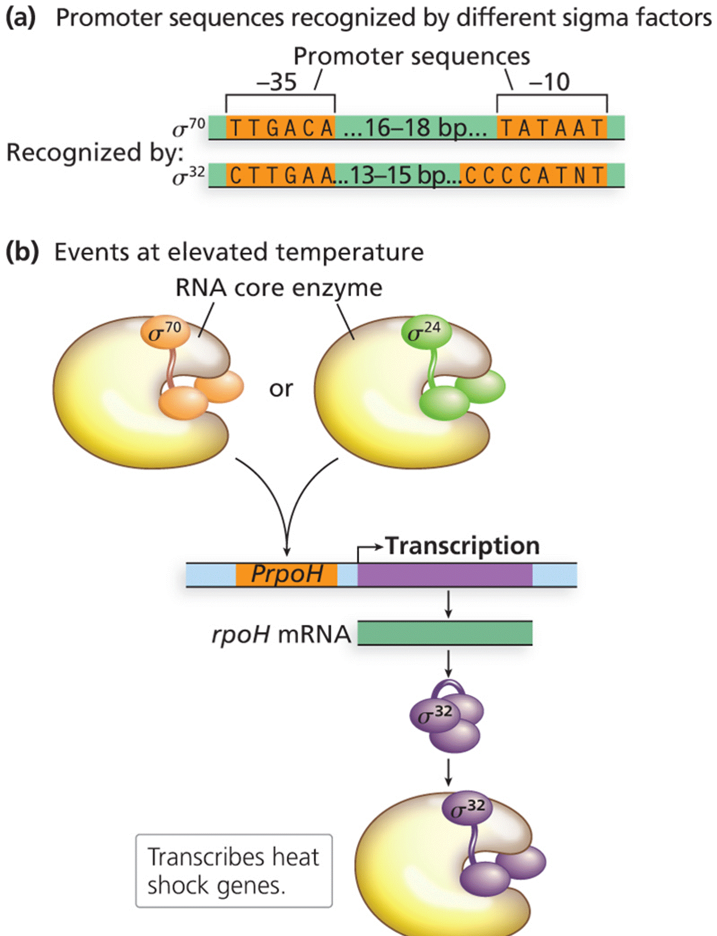 Alternative sigma factors for heat shock genes