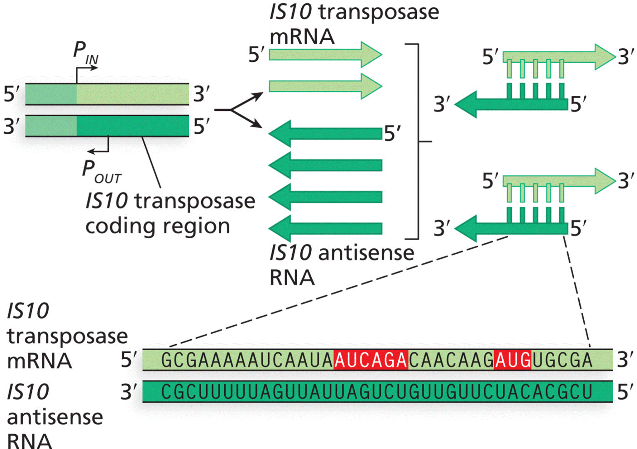 Antisense RNA control of the expression of IS10 transposase