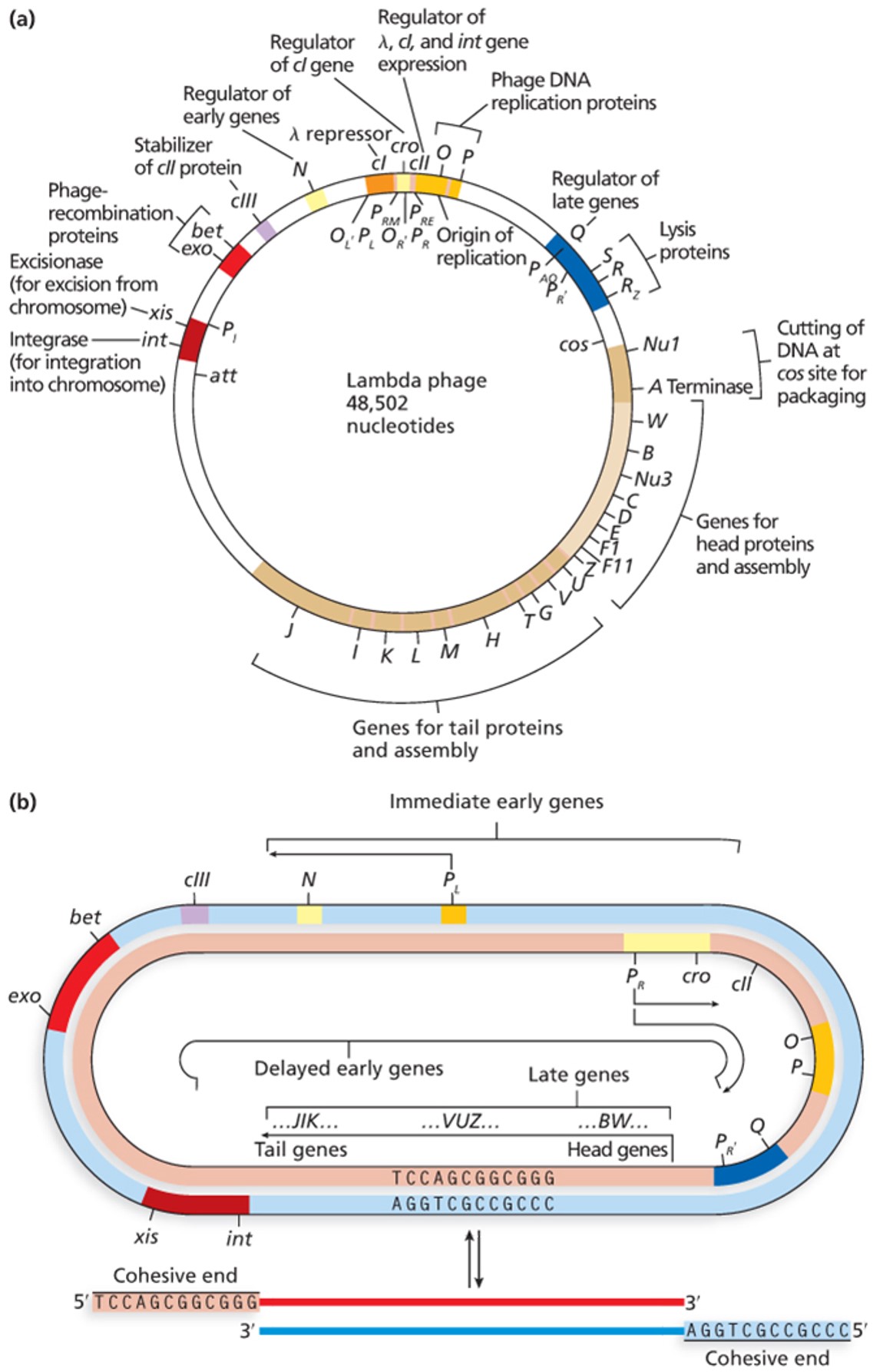 The map of the (lambda) phage genome