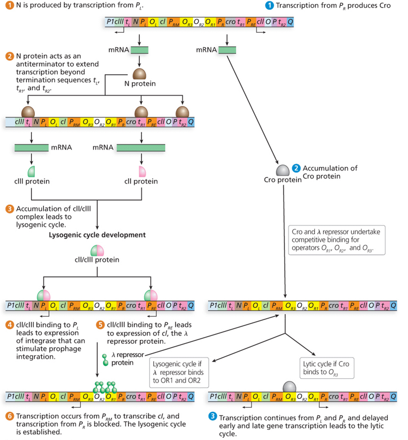 Regulation of Bacteriophage Entry into the Lytic or Lysogenic Cycle