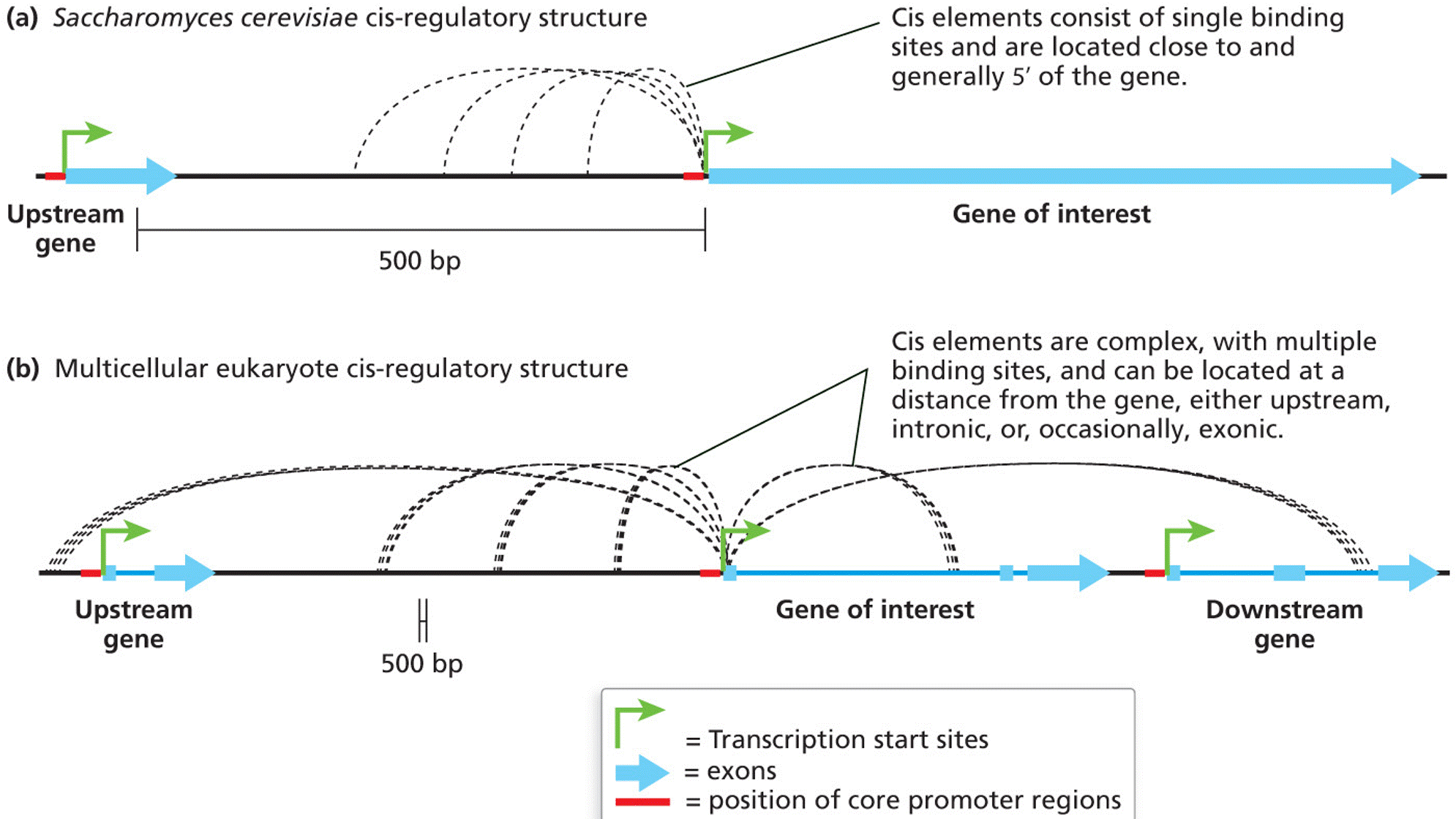 Cis-element regulatory structures in eukaryotes