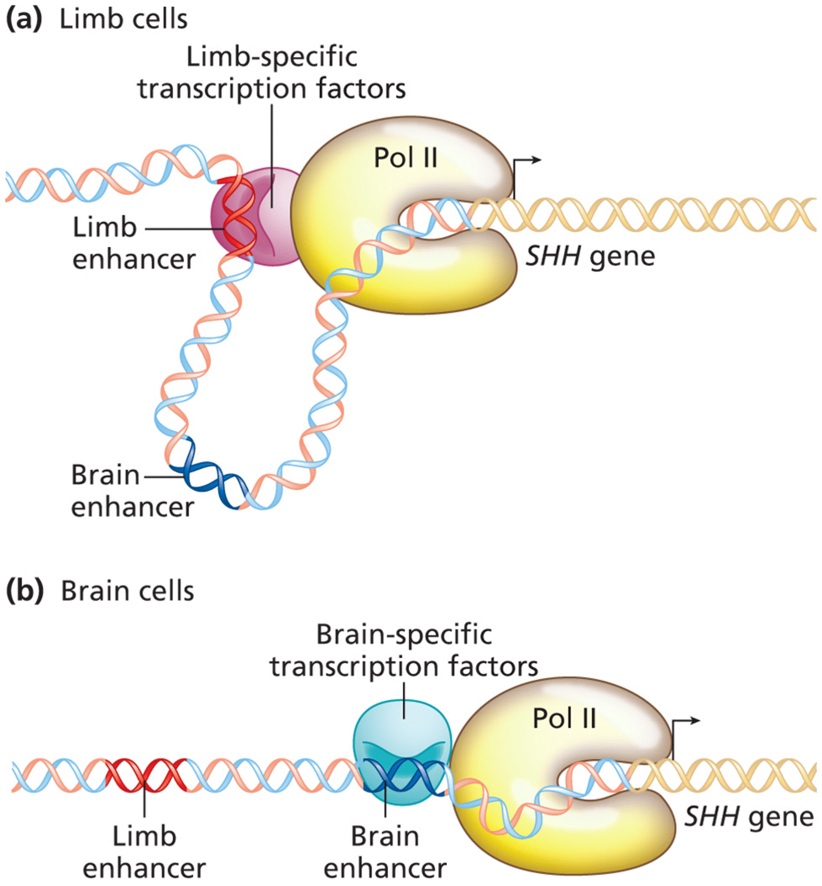 Tissue-specific enhancer action