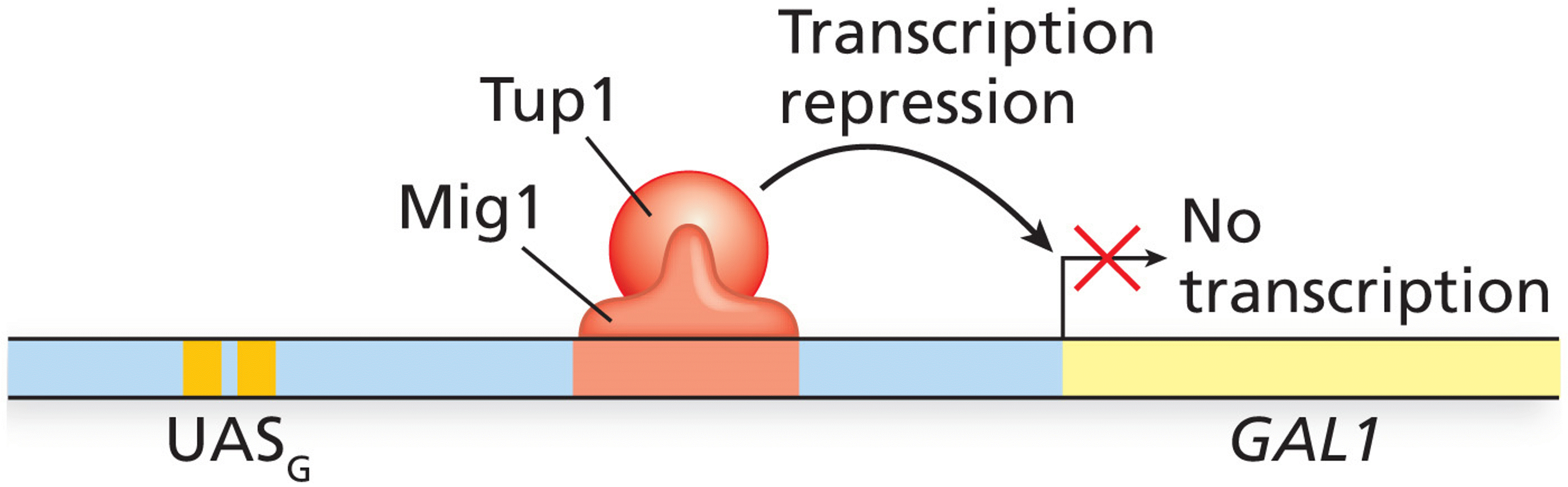 Transcription repression of the yeast GAL1 gene