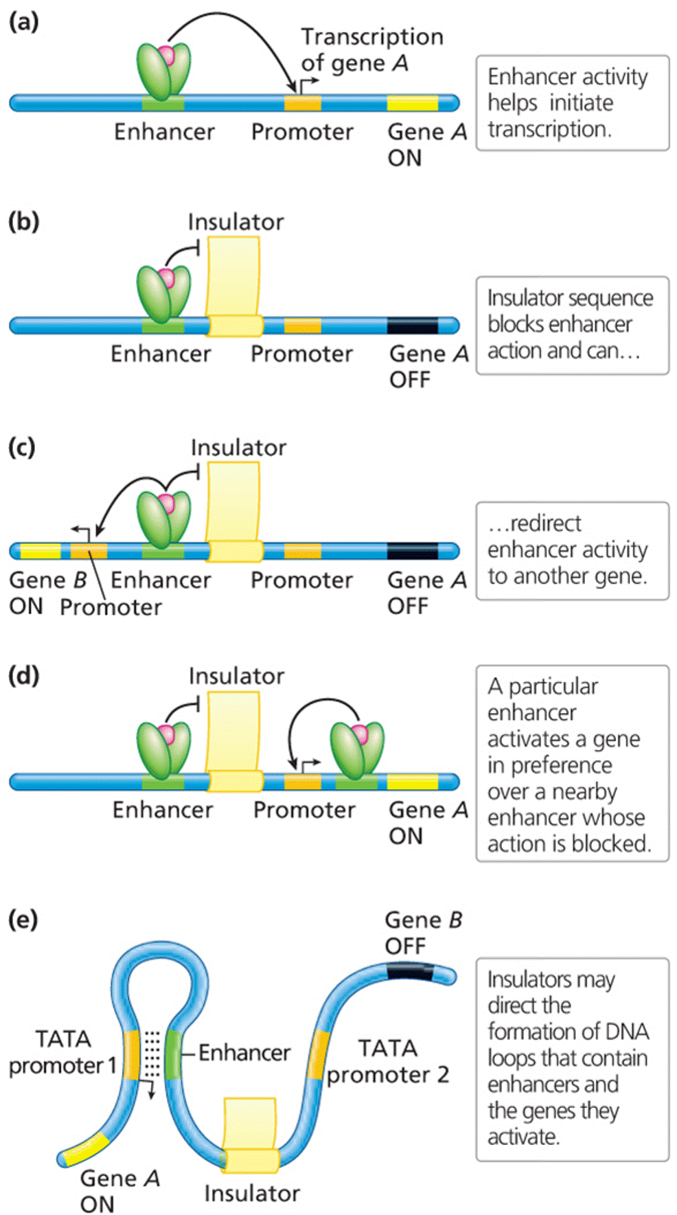 Insulator and enhancer interactions 