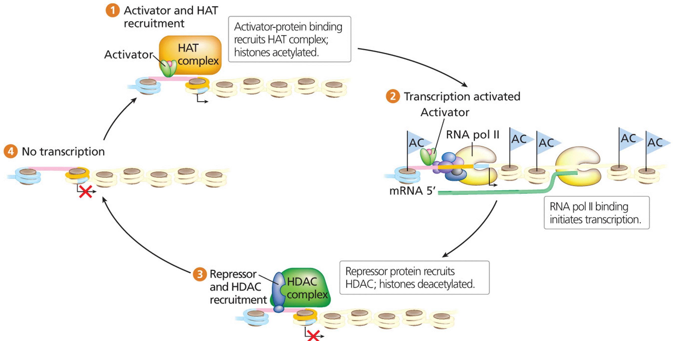 Acetylation and deacetylation in open and closed chromatin structure