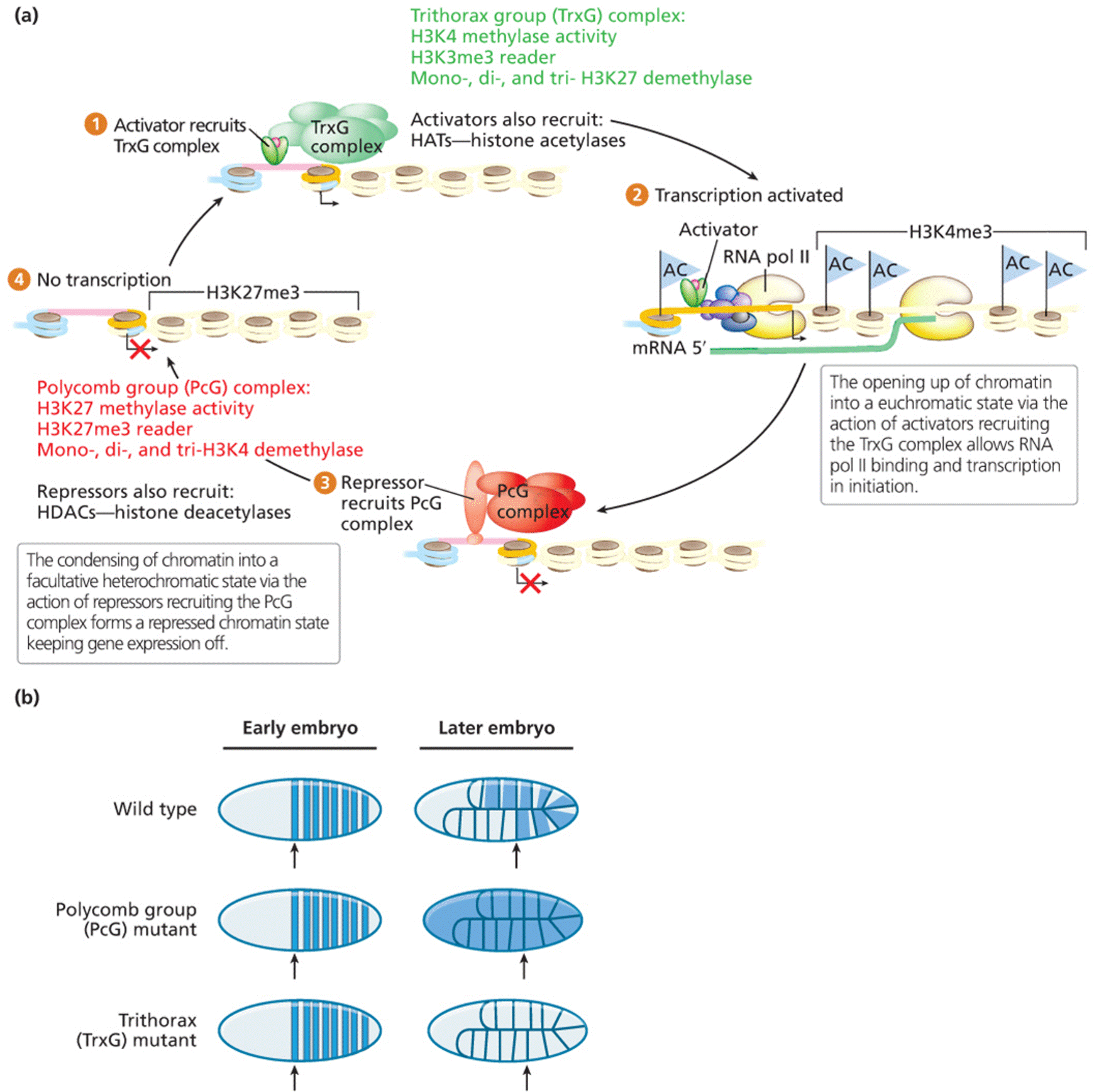 Antagonistic activities of PcG and TrxG complexes in facultative heterochromatin