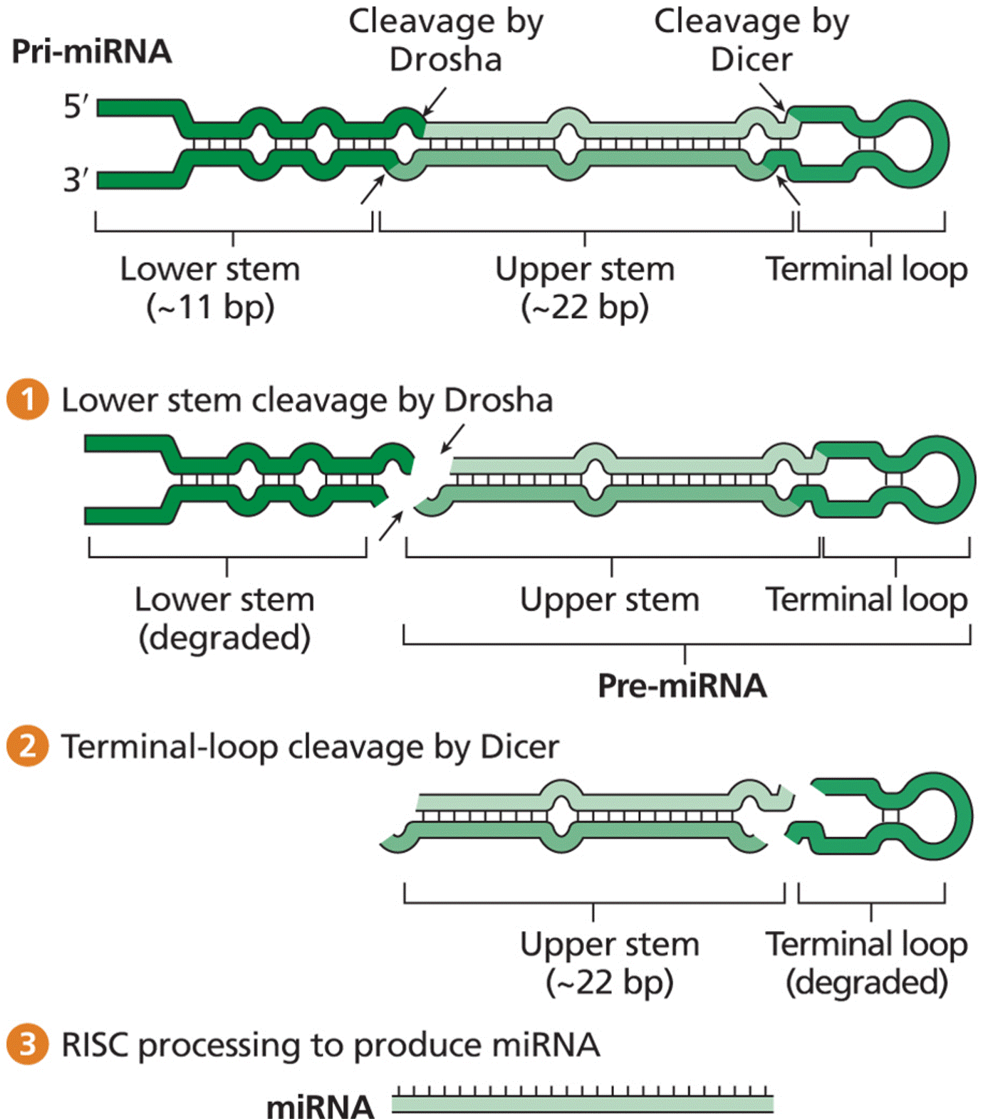 Stepwise processing of pri-miRNA to produce miRNA