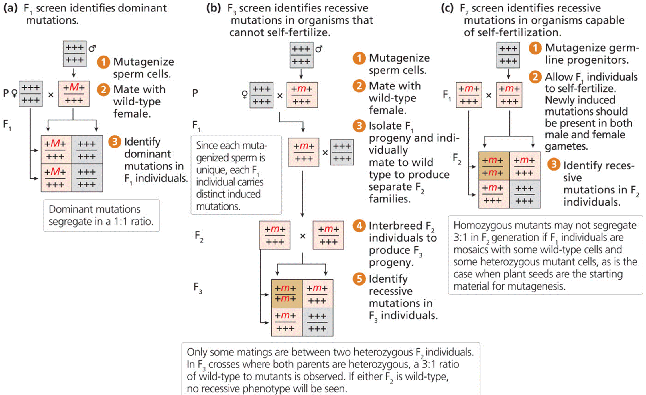 Mutagenesis strategies 