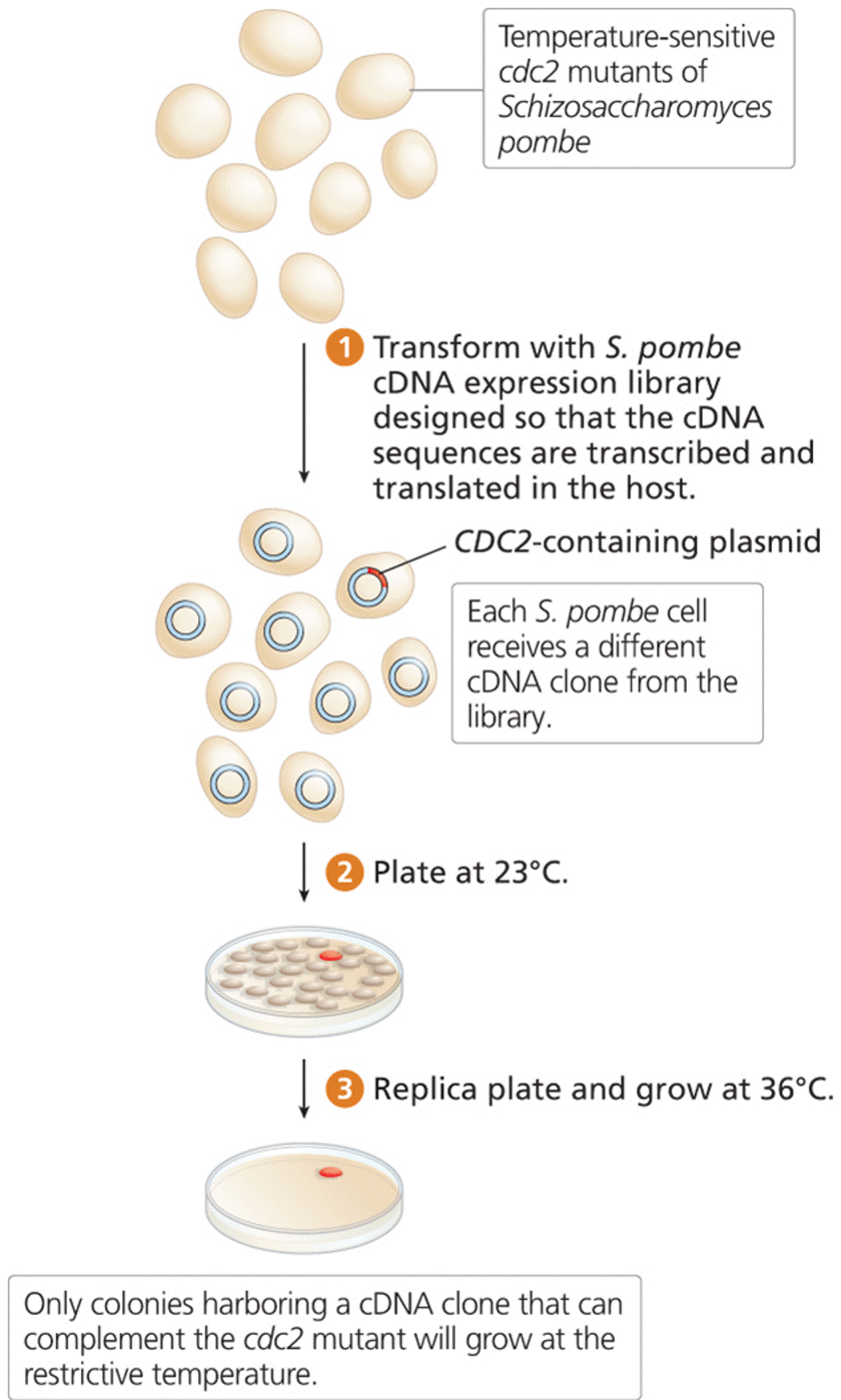 An example of cloning by complementation