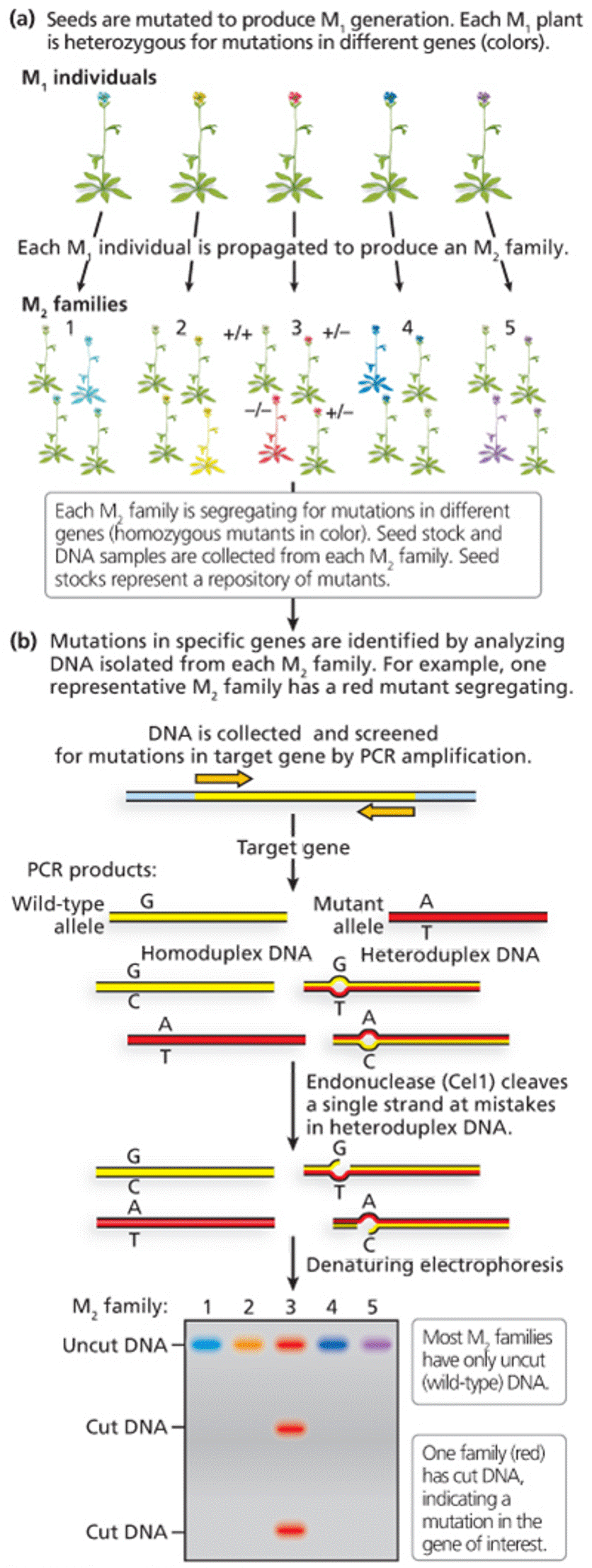 Reverse genetics by TILLING 