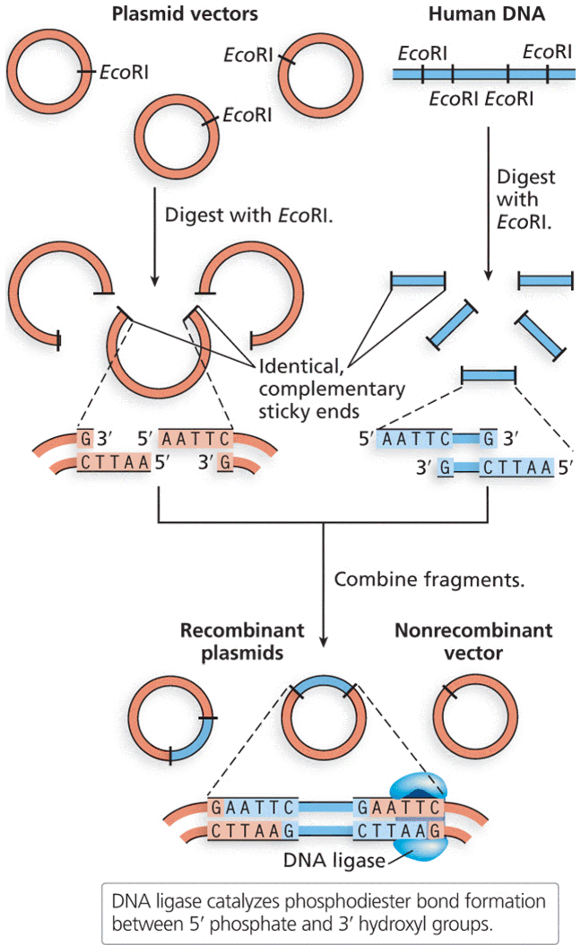 Making recombinant DNA molecules